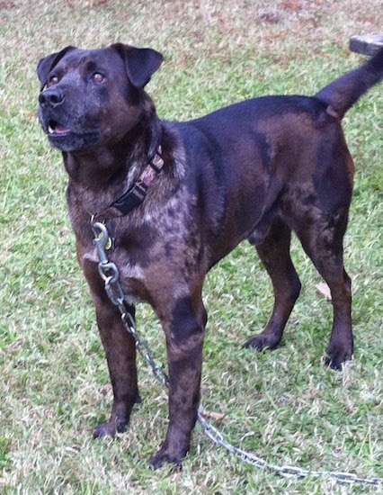 Front side view - A merle Louisiana Catahoula Leopard Dog/Blue Heeler standing in grass looking up. Its mouth is open.